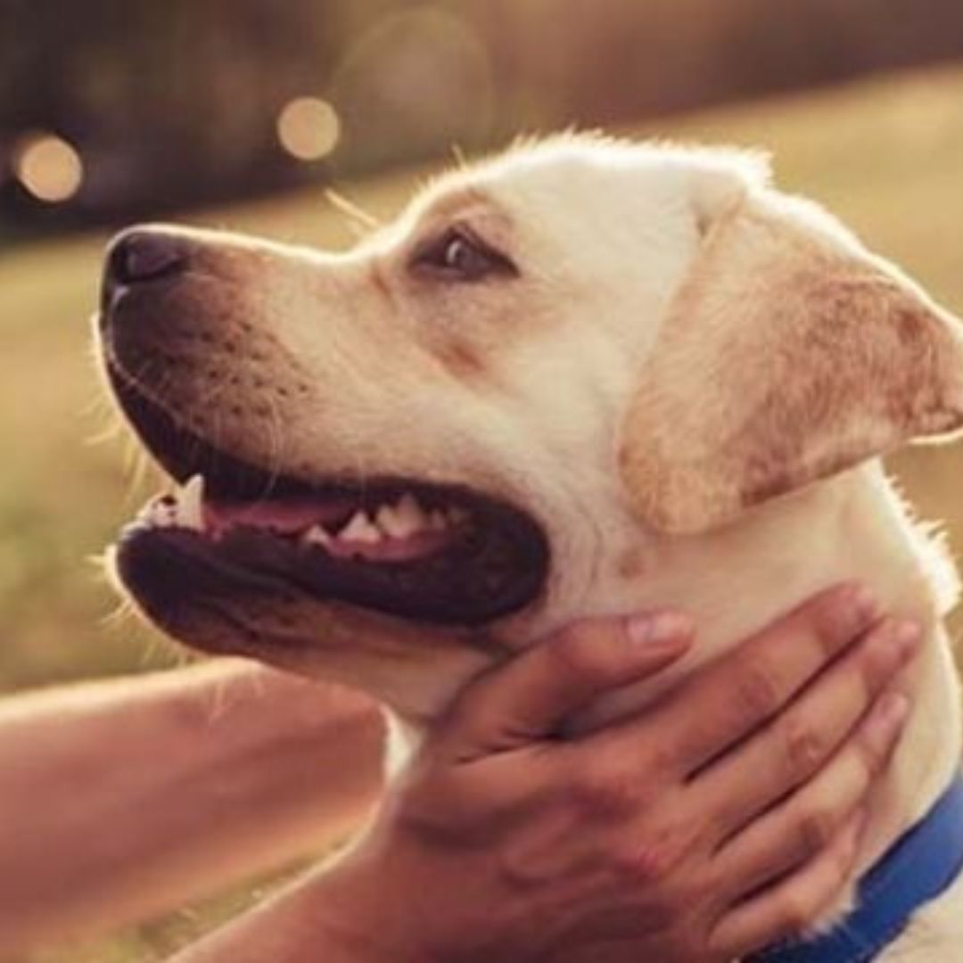 pyszczek labradora trzymanego przez opiekuna