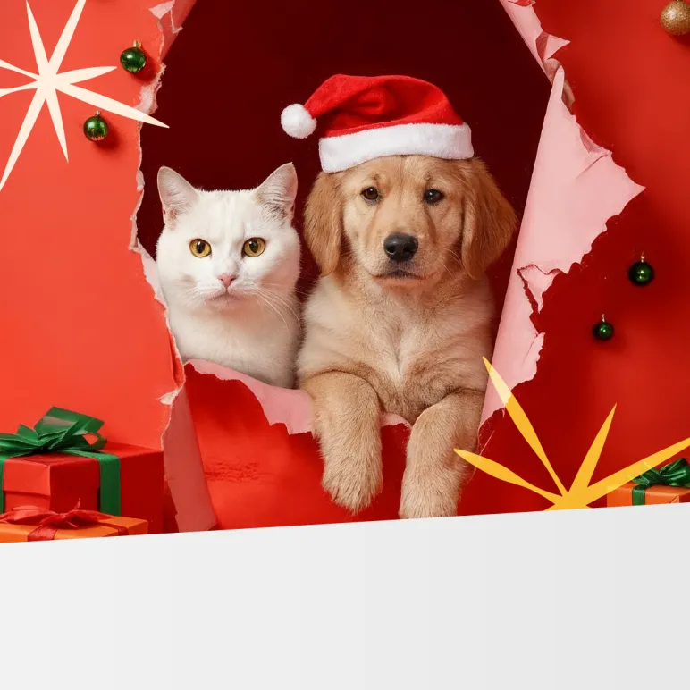 kot i pies w świątecznej czapce